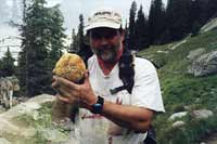 fresh boletus mushrooms, big horn mountains, wyoming