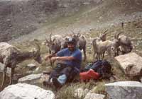 big horn sheep, new mexico