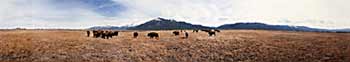 buffalo at taos mountain